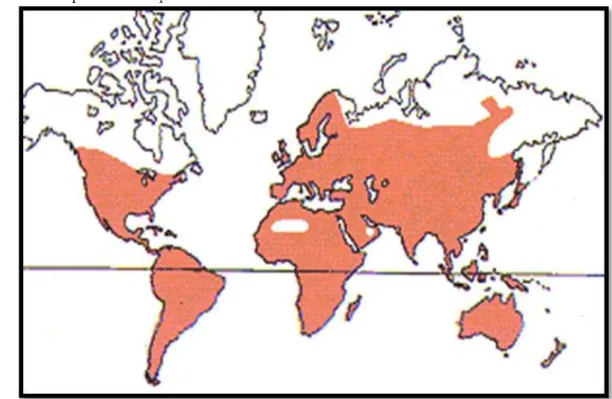 Figura 02 - Mapa de distribuição da família Solanaceae ao redor do mundo 