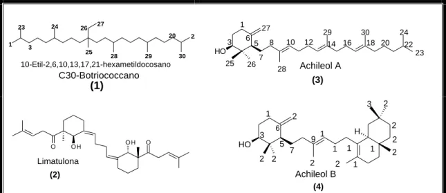 Figura 3.4 - Primeiros triterpenos acíclico, monocíclico, dicíclico e tricíclico   