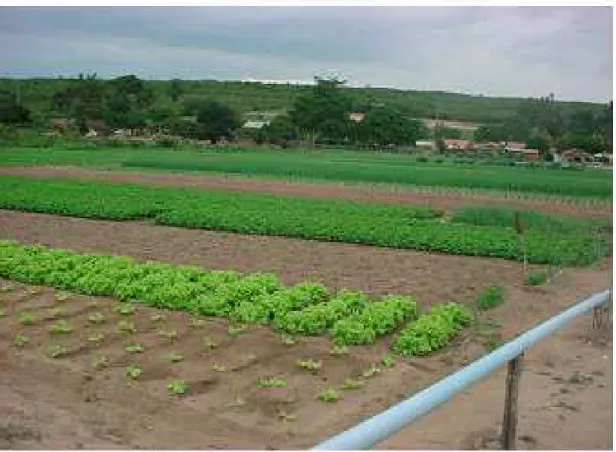 FIGURA 09 – Plantação de hortaliças no povoado de Veado Seco. Detalhe da tubulação para irrigação das  culturas (Tianguá, julho de 2004)