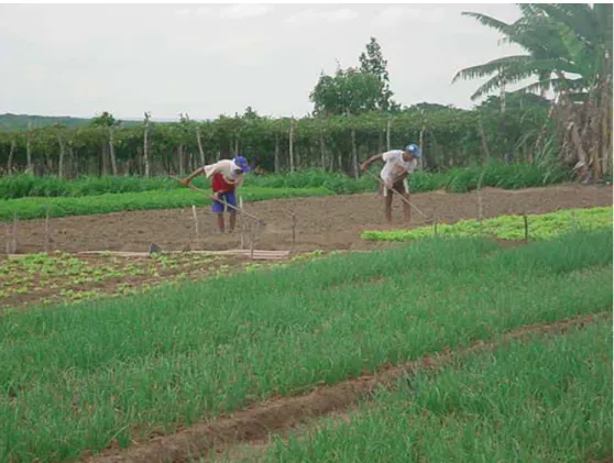 FIGURA 10 – Plantação de hortaliças no povoado de Cacimba e, ao fundo, plantação de maracujá (Tianguá,  novembro de 2004)
