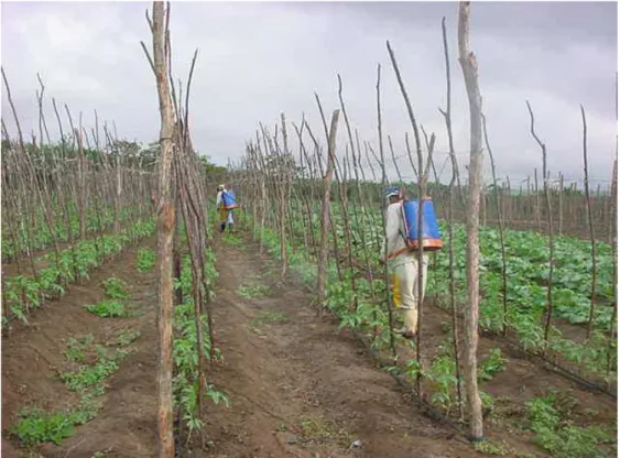 FIGURA 12 – Aplicação de agrotóxico em culturas de tomate no povoado de Pitanguinha (Tianguá, novembro  2004)