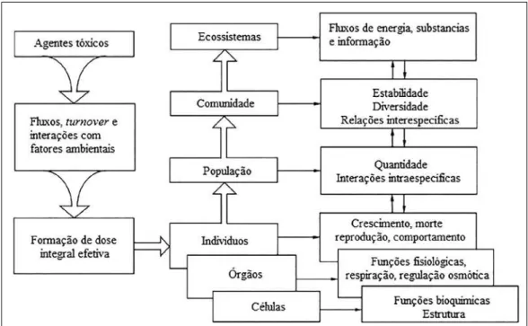 Figura 1 - Ação de contaminantes nos níveis de organização biológica estudados em ecotoxicologia aquática