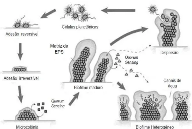 Figura 2: Etapas da formação do biofilme  