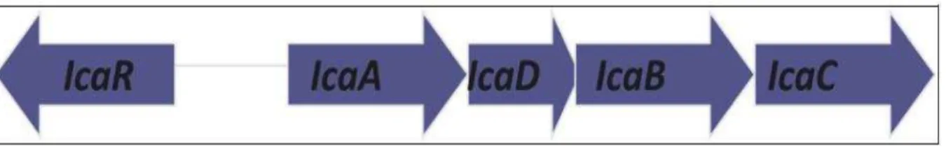 Figura 3: Organização estrutural do operon ica. 