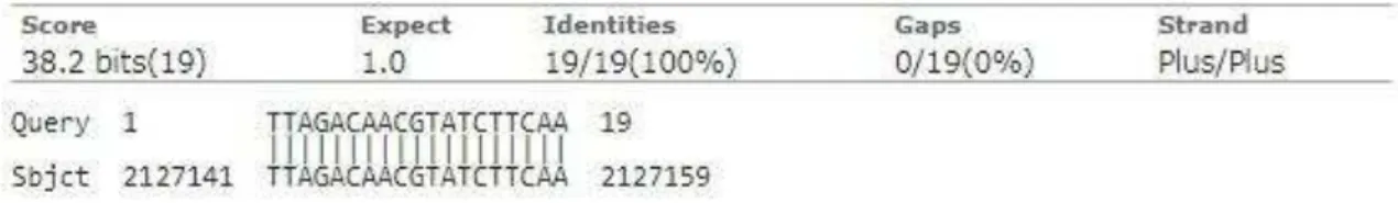 Figura  6:  Sequência  da  molécula  de  siRNA  apresentando  100%  de  similaridade  com  Staphylococcus  no  BLAST