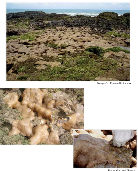 Figura 02: Fotografias digitais mostrando o aspecto geral da colônia de P. caribaeorum  em seu habitat natural, praia de Paracuru – CE