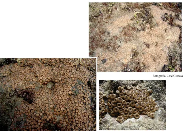 Figura 03: Fotografias digitais mostrando o aspecto geral da colônia de P. variabilis em  seu habitat natural, praia de Paracuru – CE