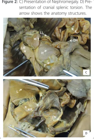 Figure 2:  C) Presentation of Nephromegaly. D) Pre- Pre-sentation of cranial splenic torsion