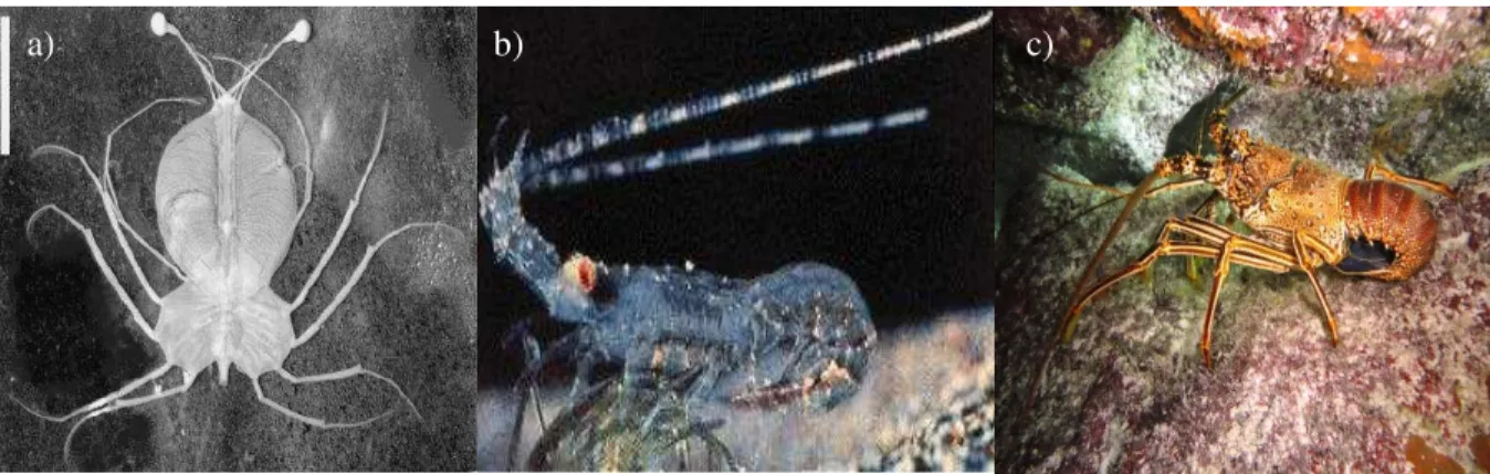 Figura 1 - Diferentes fases do ciclo de vida das lagostas espinhosas: a) filossoma no seu oitavo  estágio, b) puerulus  e c) indivíduo adulto