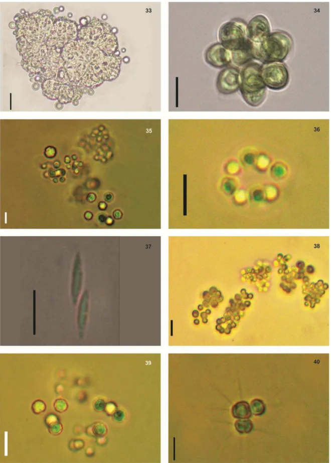 Fig.  33  –  Botryococcus braunii Kützing. Fig. 34 –  C. astroideum De-Notaris.   Fig
