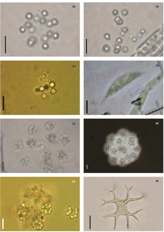 Fig.  49  –  51  -  Radiococcus    planktonicus  Schmidle.  Fig.  52  -  Schroederia  indica  Philipose