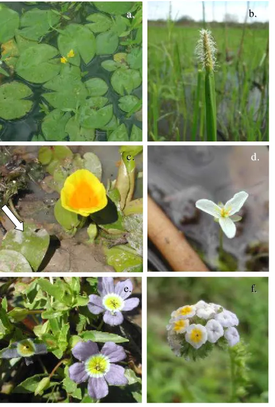 Fig.  5  Espécies pertencentes à comunidade de macrófitas aquáticas  da lagoa das  Contendas, evidenciando suas formas biológicas