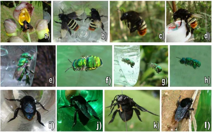 Figura  7  –   Diversidade  de  abelhas  Euglossina  (Hymenopetra:  Apidae)  coletadas  em  fragmentos  de  Mata  Atlântica e Mata Litorânea no estado do Ceará