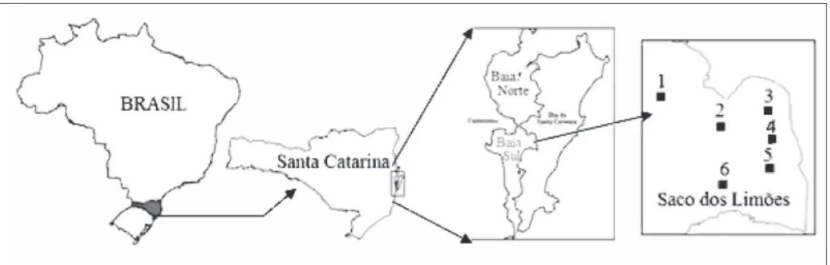 Figura 1 - Pontos amostrais no Saco dos Limões- Baía Sul (Florianópolis/SC).