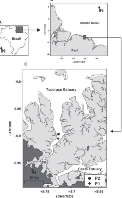 Figura 1 - Localização da área de estudo (Landsat TM 3R2G1B–2001) do estuário  do Taperaçu adjacente ao estuário do Rio Caeté: P1 - ponto mais interno de coleta; 
