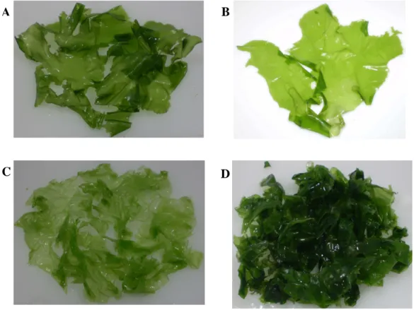 Figura 9 - Macroalga marinha verde Ulva lactuca coletada nos meses de fevereiro (A), agosto (B), novembro (C)  e dezembro (D), na Praia do Pacheco, Caucaia-Ceará, no ano de 2007