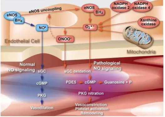 Figura 5. Representação esquemática da produção do O 2 -  e ONOO -  em células endoteliais e  interação dos mesmos com a sGC (condição patológica) (Tabima, Frizzell et al