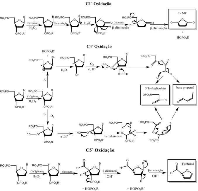 Figura 6: Proposta mecanística dos danos oxidativos ao DNA na desoxirribose nos carbonos C1´, C4´e  C5´ devido ao complexo [Cu I/II (phen) 2 ] na presença de H 2 O 2  gerando 5-εF, 3´-fosfoglicolato e furfural  como subprodutos de reação 23 .