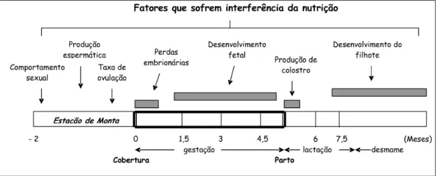 Figura 1- Período do processo reprodutivo e a interferência da nutrição 