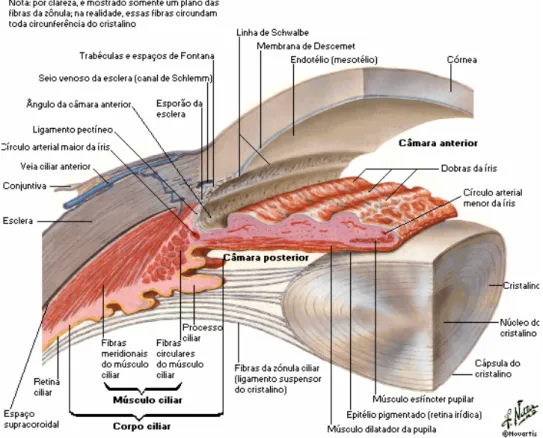 FIGURA 2 – Anatomia do segmento anterior do olho (NETTER, 1999). 