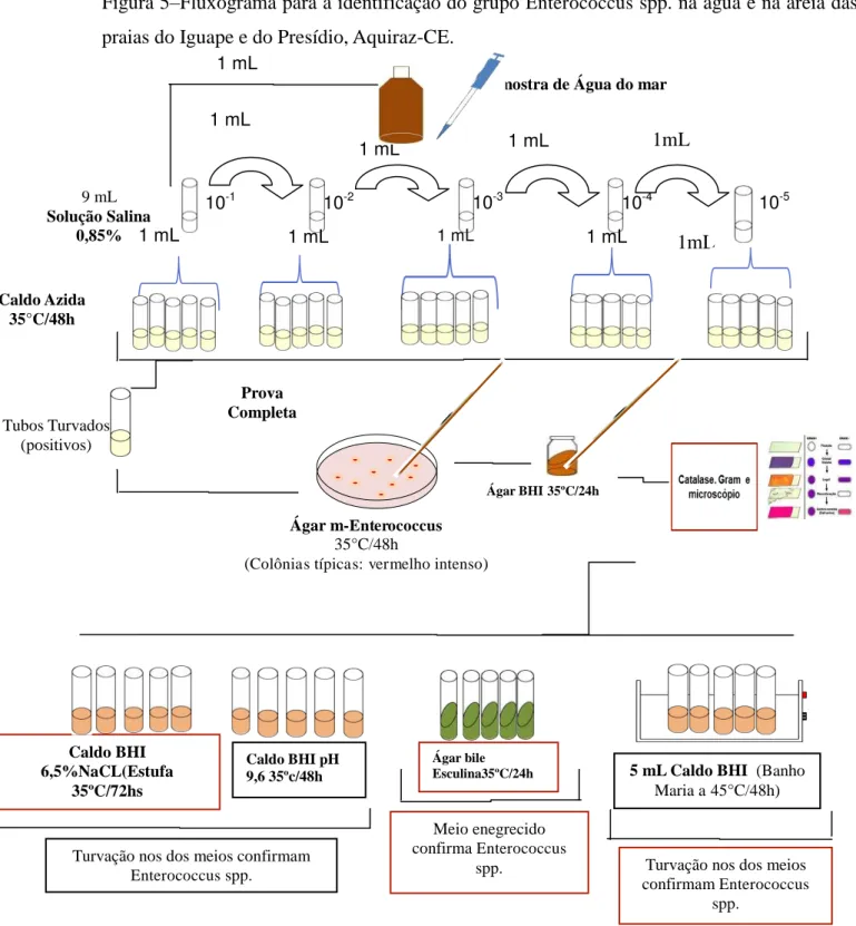 Figura 5 – Fluxograma para a identificação do grupo  Enterococcus  spp. na água e na areia das  praias do Iguape e do Presídio, Aquiraz-CE