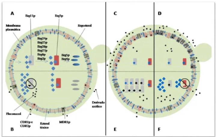 Figura  1  –  Mecanismo  de  ação  dos  derivados  azólicos  e  principais  mecanismos  de  resistência  em  Candida  spp