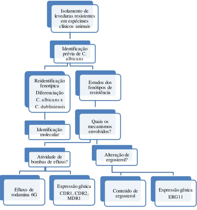 Figura  2 – Fluxograma  de desenvolvimento  da tese 