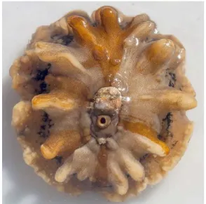 Figura 6 - O gastrópode Fissurellidea  megatrema  d´Orbigny, 1841, coletado na Ilha de Cabo Frio (Arraial  do Cabo/RJ) e tombado na Coleção Cientíica (IEAPM  00105)