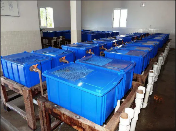 Figura 1. Sala com tanques de cultivo para avaliação da digestibilidade aparente de nutrientes  presentes em rações para alimentação de camarões marinhos