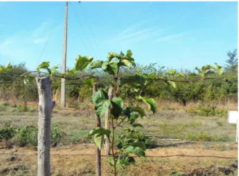 Figura 9 – Detalhe do sistema de condução dos ramos das plantas de maracujazeiro amarelo