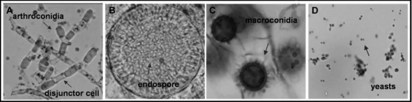 Fig. 1. Micromorphologic aspect of Coccidioides spp. (A and B) and H. capsulatum (C and D)