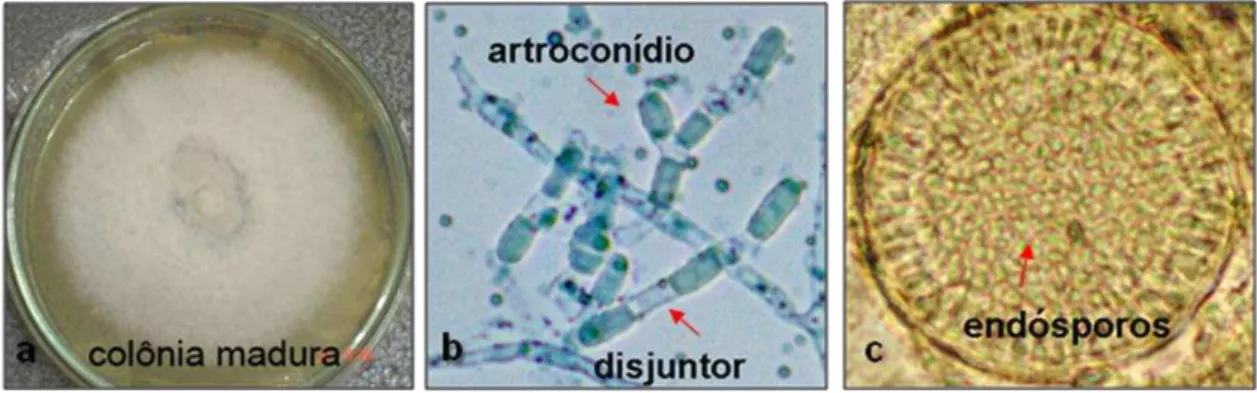 Figura 1. Aspecto morfológico de  Coccidioides  spp. a. Macromorfologia da fase filamentosa,  em  ágar  Sabouraud  dextrose  a  2%;  b