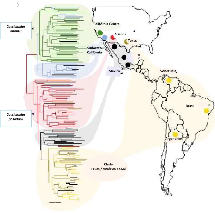 Figura  2.  Distribuição  geográfica  de  cepas  de  C.  immitis   e  C.  posadasii   nas  Américas,  evidenciando  uma  árvore  filogenética  que  divide  as  populações  em  dois  grupos  reprodutivamente  isolados,  onde  praticamente  não  há  sobrepos