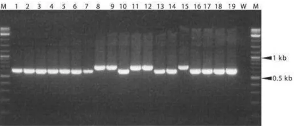 Figura 6. Amplificação de DNA de  C. immitis  e  C. posadasii  utilizando os  primers  Coi9-1F  (5’– TAC  GGT  GTA  ATC  CCG  ATA  CA- γ’ )  e  Coi9-1R  (5 ’ – GGT  CTG  AAT  GAT  CTG  ACG CA-3 ’ )