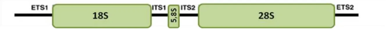 Figura  7.  Esquema  representativo  da  organização  do  cluster   de  genes  do  DNA  ribossômico  nuclear, evidenciando as regiões ITS e as subunidades 18S, 5,8S e 28S