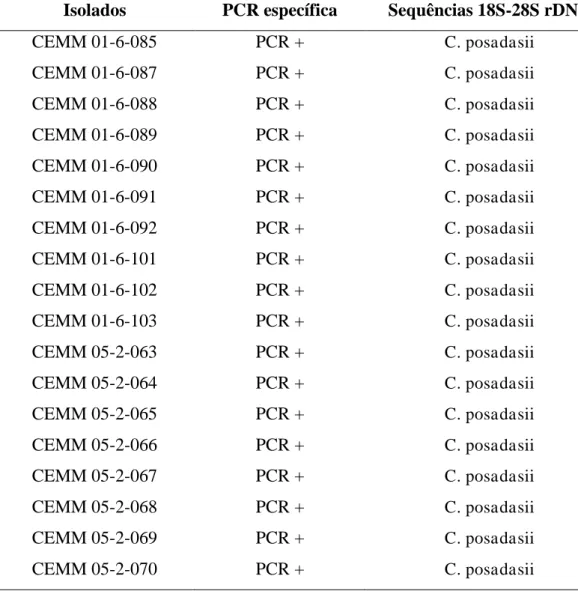 Tabela 3. Cepas clínicas e ambientais de  C. posadasii  identificadas através de diagnóstico  molecular