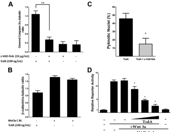 FIG 4 Pan-caspase inhibitor z-VAD-fmk prevents TcdA-induced caspase-3 cleavage. Total protein extracts were prepared from IEC-6 cells treated with TcdA (100 ng/ml) in the presence or absence of z-VAD-fmk (10 ␮g/ml) (A) or with z-VAD-fmk (10 ␮g/ml) in the p