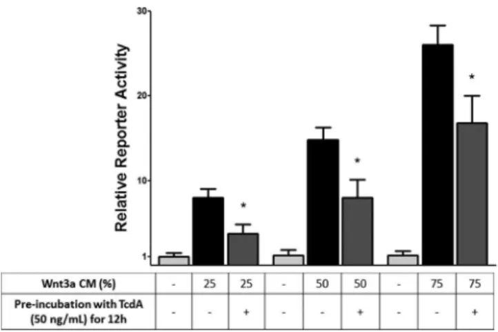 FIG 6 TcdA inhibits Wnt/␤-catenin signaling induced by transfection of con- con-stitutively active ␤-catenin constructs, as determined by a TCF reporter assay in RKO cells stably cotransfected with TOPflash and Renilla and incubated with TcdA (50 ng/dl) fo
