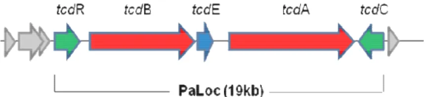 Figura 3: Lócus de patogenicidade (PaLoc) contém os genes que codificam as toxinas A e B