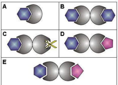 Figura 1 - Classificação das lectinas segundo (VAN DAMME, PEUMANS,  et  al.,  1998)  e  MONTEIRO-MOREIRA  (2002)