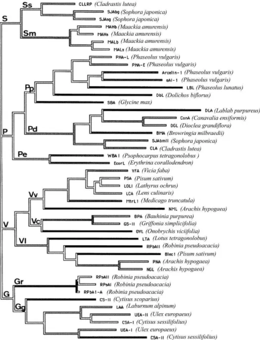 Figura  3  –   Árvore  filogenética  das  sequências  que  codificam  lectinas  de  leguminosas  e  proteínas  relacionadas