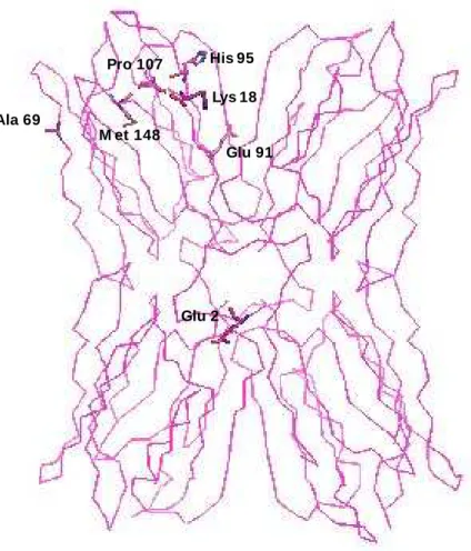 Figura 14 - -Glu 2 Lys 18Ala 69 Glu 91M et 148His 95Pro 107