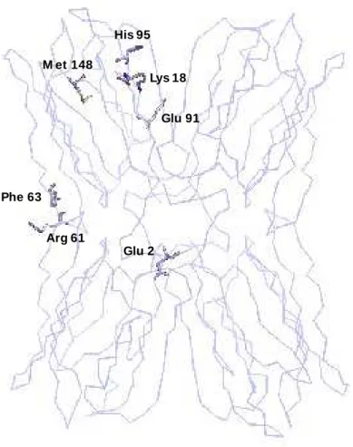 Figura 15 - -Glu 2 Lys 18Arg 61 Glu 91Phe 63M et 148His 95