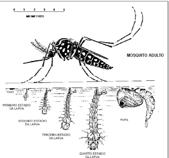 Figura 05  –  Fases do desenvolvimento do mosquito Aedes Aegypti. Fonte: Oliveira, 2006