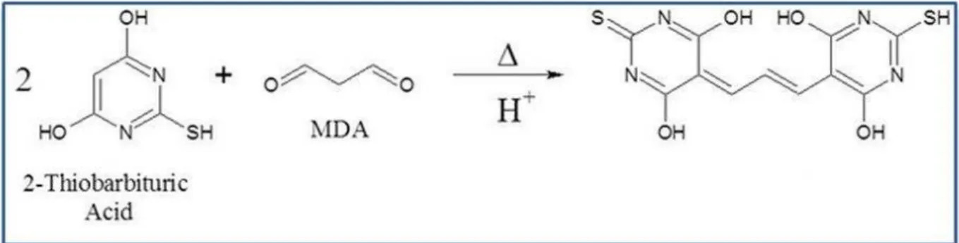 Figura 13 - Ilustração da reação entre ácido tiobarbitúrico com os produtos de decomposição  dos hidroperóxidos