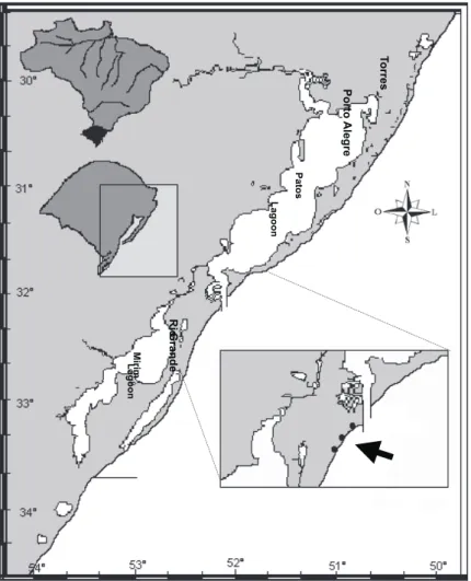 Figure 1 ­ Location of the area of collection of Olivancillaria vesica auricularia in the  Cassino Beach, Rio Grande, Rio Grande do Sul State, Brazil.