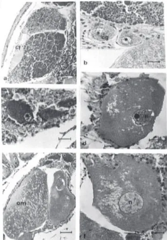 Figure 5 ­ Female germ cells of Olivancillaria vesica auricularia. (a)  Details of the ovarian follicle; (b) Oogonia presents close to the wall  of the follicle; (c) Previtellogenic oocytes; (d) Vitellogenic oocyte; 