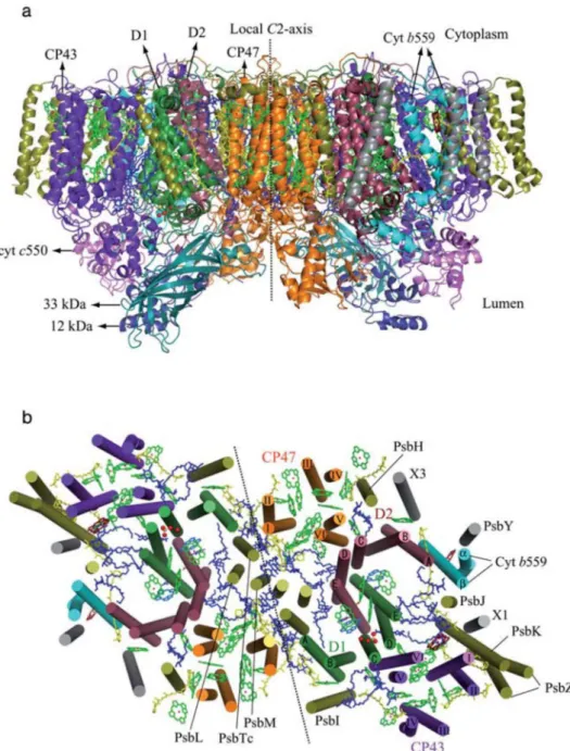 Figure 1. Crystal structure of PSII at 3.0 Å resolution from Thermosynechococcus elongatus