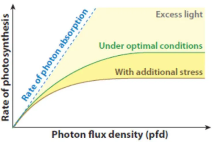 Figure 2. Light response curves for photosynthesis compared with the rate of light absorption