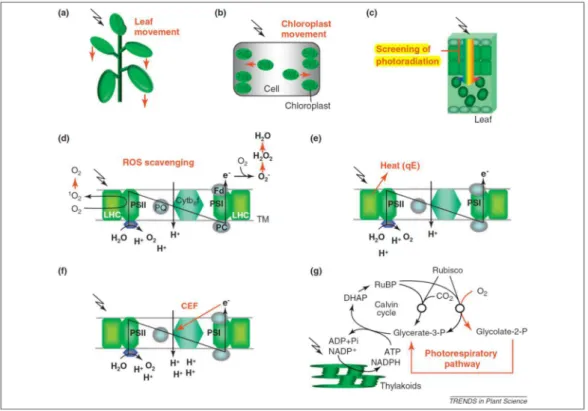 Figure  4.  Examples  of  leaf  and  chloroplast  mechanisms  involved  in  minimizing  photoinhibition  of  PSII